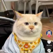 ドニの画像