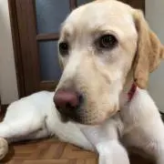 ⭐︎みやび⭐︎まとめ買いならお値下げ可能の画像