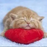 チビちゃん