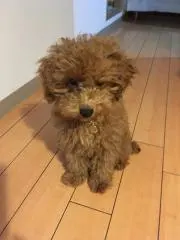 どらねこ
