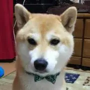 maropu