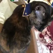 エンジェルの画像