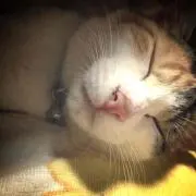カムチャッカ