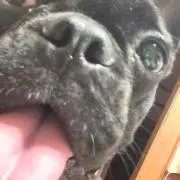 ころりん