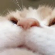 ねこうち