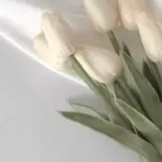 yの画像