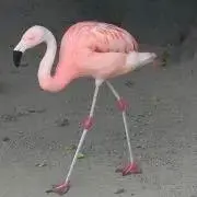 ポトスの画像