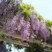 aak☆の画像