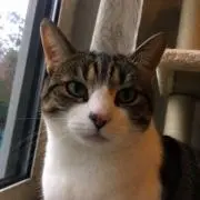aiuの画像