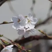 ひゃくよし