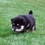 まっちゃの画像