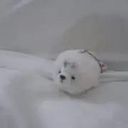 わくわくさん