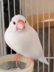たかの画像
