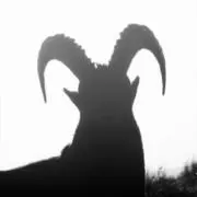カリの画像