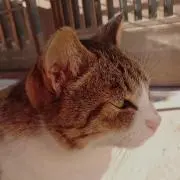 柳
