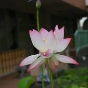 すーさん