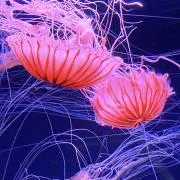 おもち