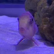 パイレーツオブ駿河湾の画像