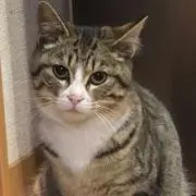 ぴぐ