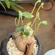 まき（プロフィール確認推奨）の画像