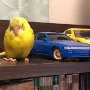 ぺーやんの画像