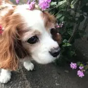 たくミクロの画像