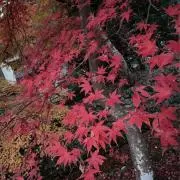 ちこ
