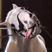 トモコウガの画像