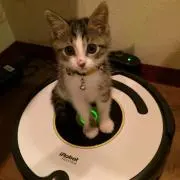 モリー