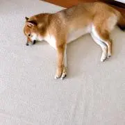 とら子の画像
