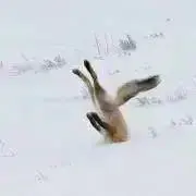 やきとん