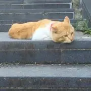 三毛猫@