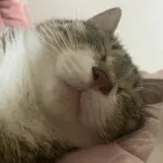 ikuraの画像