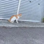 konaの画像