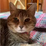 たまたま39の画像