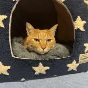とらくん