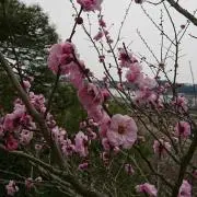 akane0800の画像