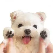 まりん・ᴥ・
