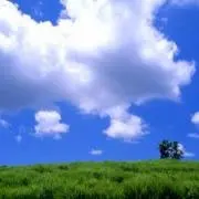 ハカの画像