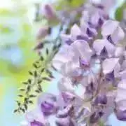紫の画像