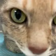 ぽんちょ