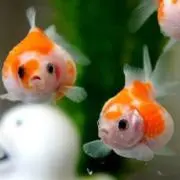 ちょこの画像