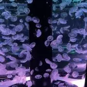 ちゃちゃ丸の画像