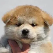 わさんぼんの画像