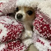 557aoiの画像