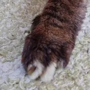 猫マニア(ΦωΦ)ニャ　※プロフ必読※