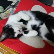 タケチャンマン