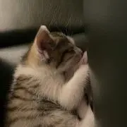 たぬき
