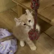 おさる