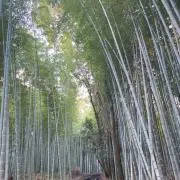 雅の画像